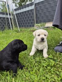 Sch�ne Labrador Welpen
