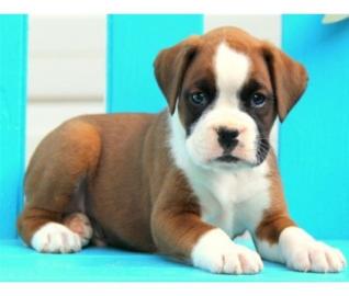 Boxer Welpen mit VDH Papieren