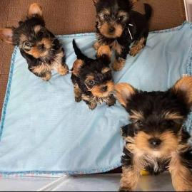 Abbiamo cuccioli di Yorkshire in vendita