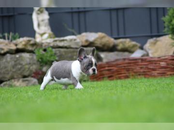 S??e Franz?sische Bulldoggen Welpen