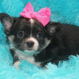 Chihuahua Welpen
