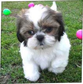 AKC Shih TZu Welpen bereit f�r eine Fami