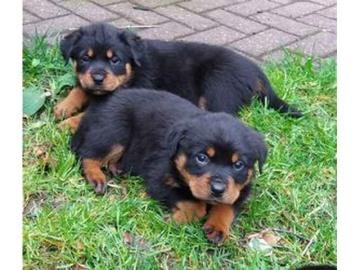 Typvolle Rottweiler Welpen mit Papieren