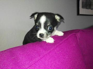 ❤️Chihuahua Welpen &amp