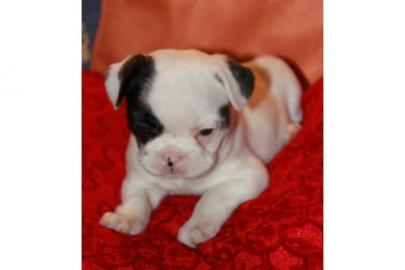 Bildsch�ne Franz�sische Bulldoggen