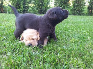 Labrador Retriever Welpen mit pp