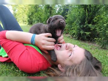 Labrador Retriever Welpen mit pp