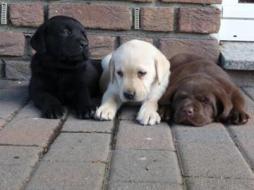 Labrador Retriever Welpen mit pp