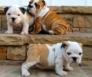 bulldog inglis zur Adoption . . . . 