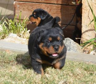 Liebevolles Rottweiler-Welpen suchen Zuh