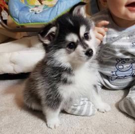 Pomsky Welpen verf�gbar