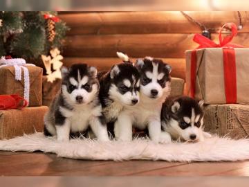 Siberian Husky Welpen ( FCI/VDH-DCNH )
