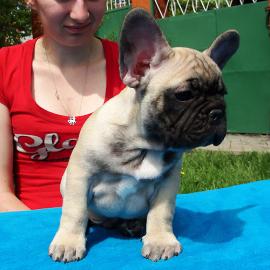 Franz�sische Bulldogge Welpen mit papier