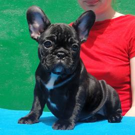 Franz�sische Bulldogge Welpen mit papier