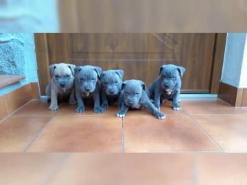 American Pitbull Terrier Blueline welpen