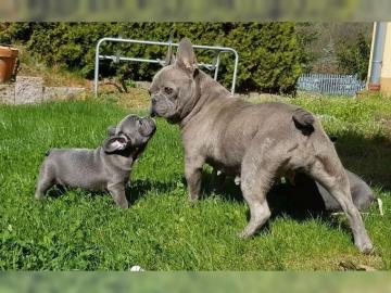 Wundersch�ne Foll Blau Franz�sische Bull