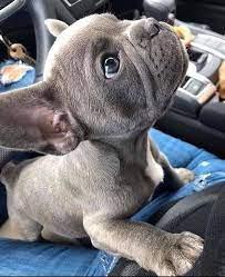 11 Wochen alte registrierte Amstaff-Welp