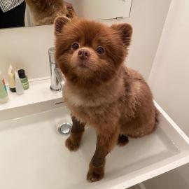 pomeranian puppies beschikbaar mannelij