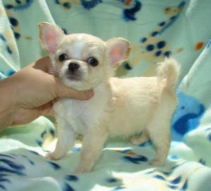wunderhbsche reinrassige Chihuahua Welp