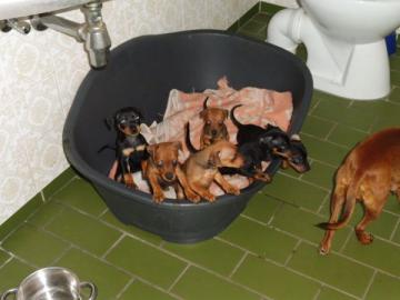 s??e Zwergpinscher Welpen mit Papieren
