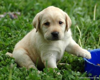 S��e Labrador Welpen