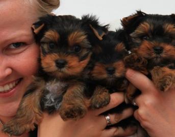 Mini Yorkshire Terrier Welpen R�de & Wei