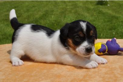 Reinrassige Jack Russell Terrier welpen
