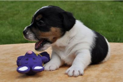 Reinrassige Jack Russell Terrier welpen