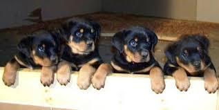 Rottweiler Welpen