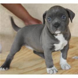 Verkaufe Reinrassigen American Pitbull T