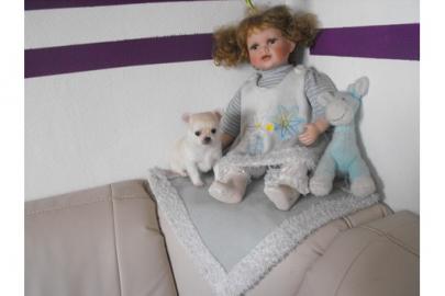 S�SSER- KLEINER- CHIHUAHUA- JUNGE- IN--