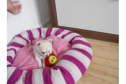 S�SSER- KLEINER- CHIHUAHUA- JUNGE- IN--