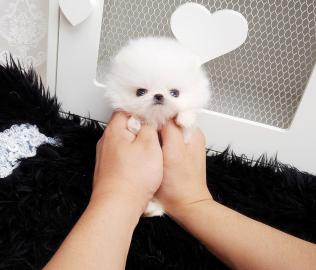 Wundersch�ne Mini Pomeranian Zwergspitz