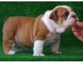 Super s��e reinrassige english bulldogge