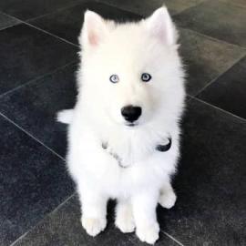 reinrassiger Siberian Husky