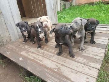 American Welpen Pittbull bereit