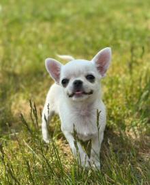 chihuahua welpen