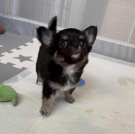 chihuahua welpen