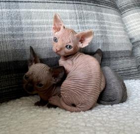 sphynx Kitten mit Stammbaum