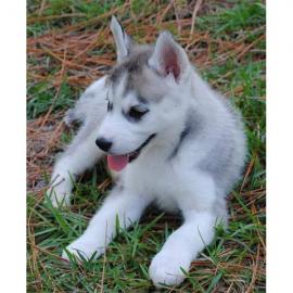 Siberian Husky welpen sofort abzu geben. 