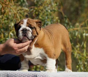 Englische Bulldoge Welpen mit Papiere