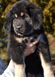Tibetdogge Welpen mit Stammbaum