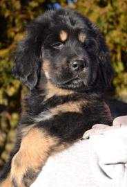 Tibetdogge Welpen mit Stammbaum