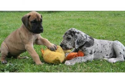 Deutsche Doggenwelpen