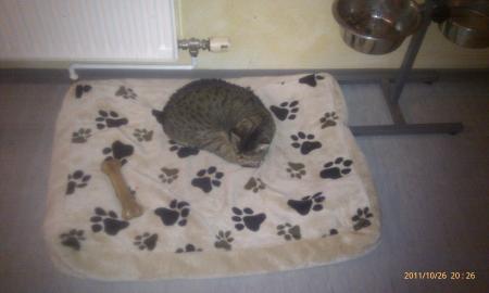 Getigerte Hauskatze (kastriert)