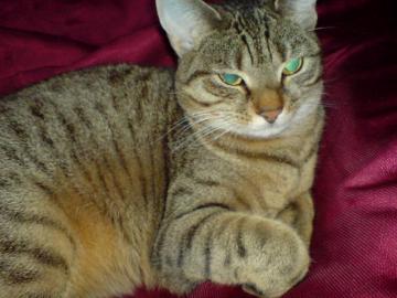 Getigerte Hauskatze (kastriert)