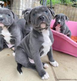 Amstaff Welpen suchen ein liebevolles