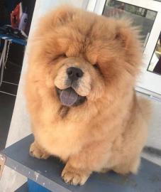 Reinrassige Chow chow-Welpen