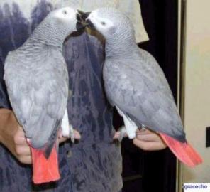 Ein Paar der afrikanischen graue poarrot
