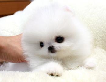 Super~s��e~zwergspitze~pomeranian~ welpe